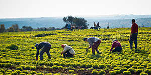 Farmers gathering lettuces in a field in Conversano, Italy.