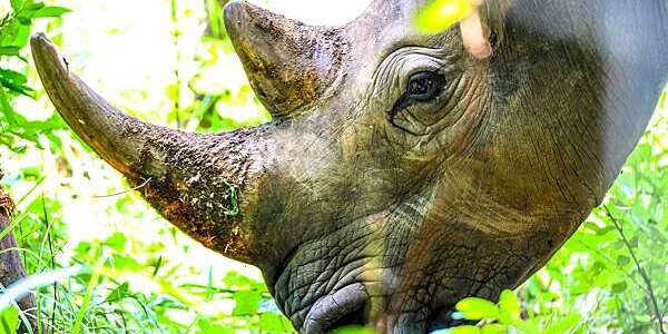 Close-up shot of a rhinoceros head.